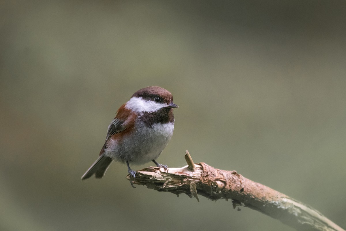 Chestnut-backed Chickadee - Rain Saulnier