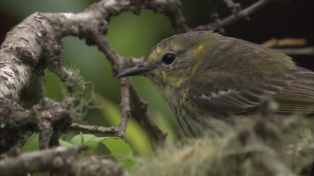 Cape May Warbler - ML461563