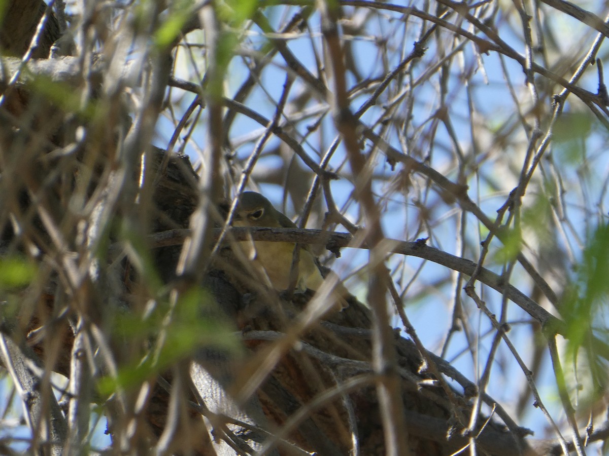 Cassin's Vireo - ML461563211