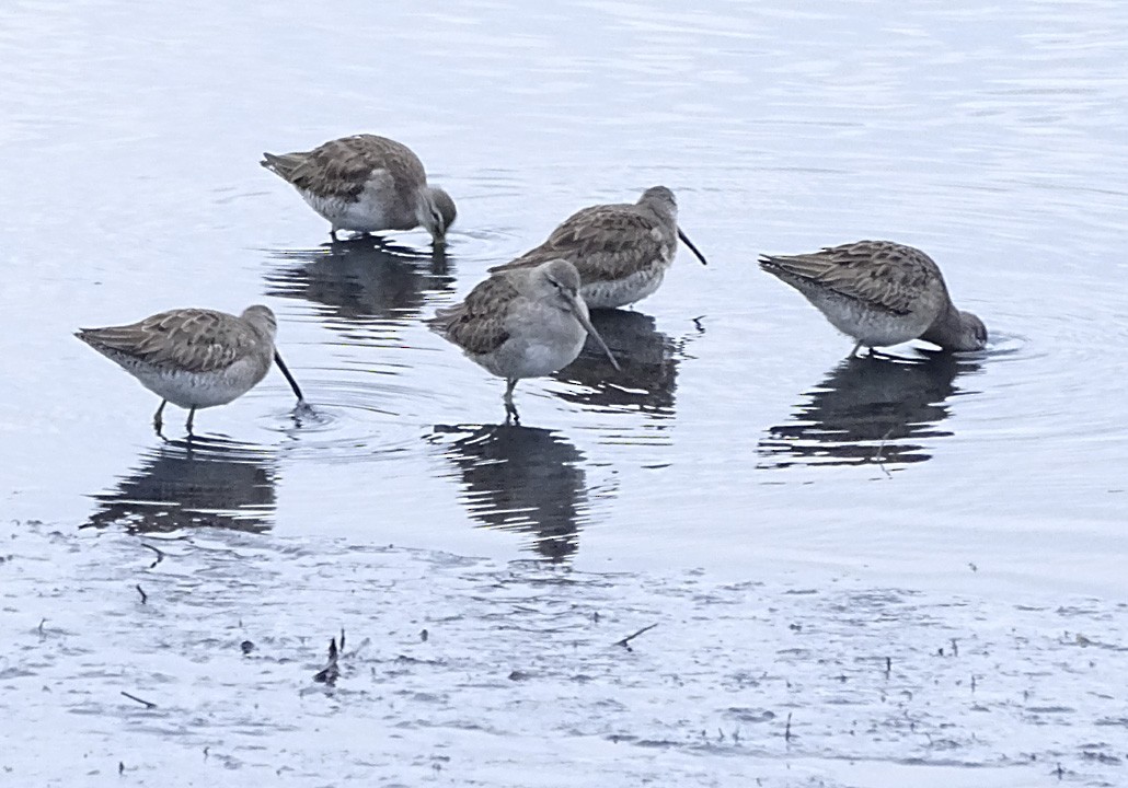 Long-billed Dowitcher - Nancy Overholtz