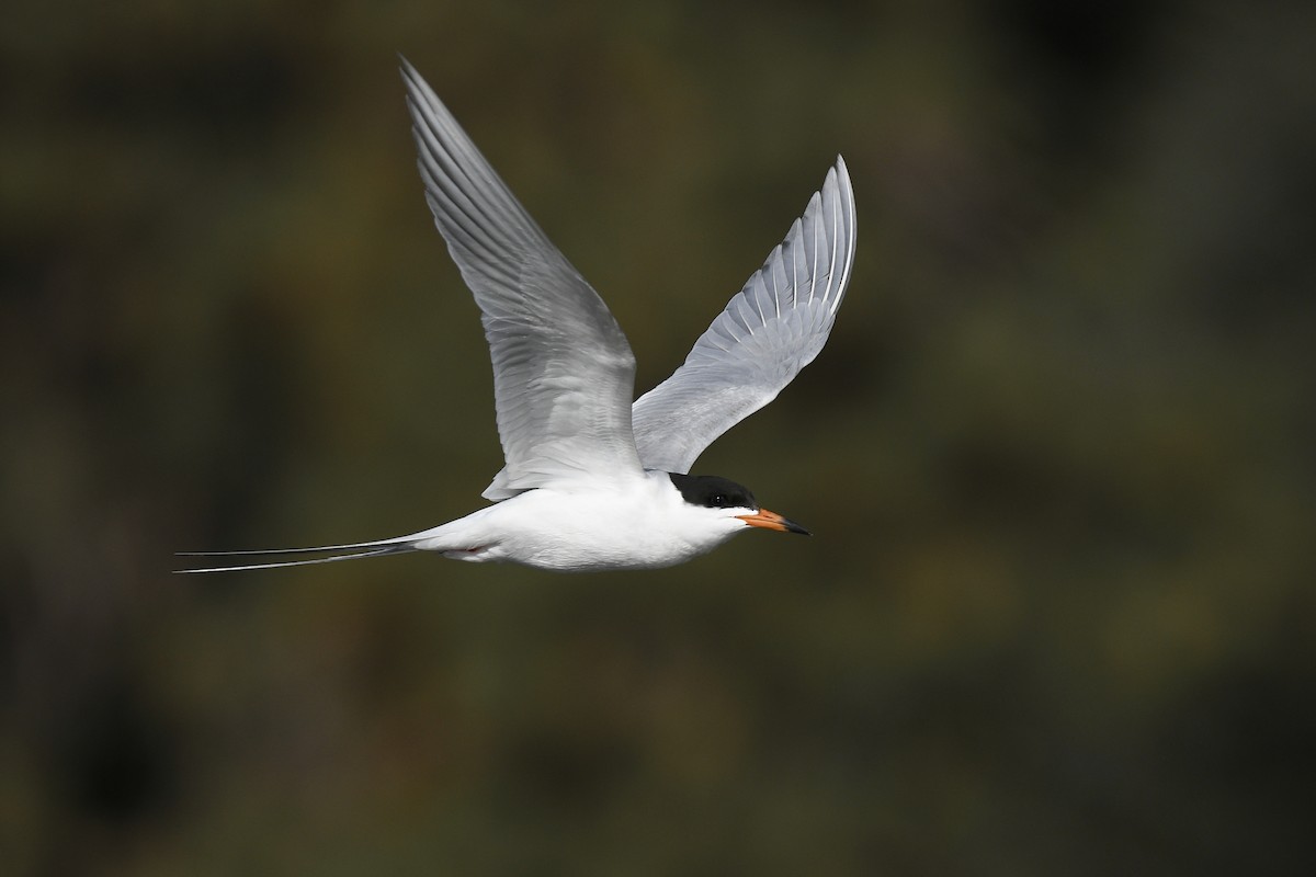 Forster's Tern - ML461563701