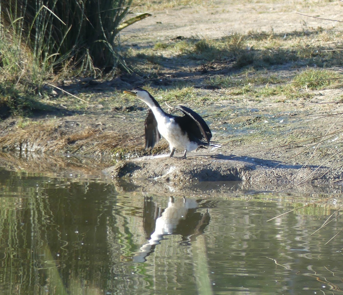 Little Pied Cormorant - ML461564311