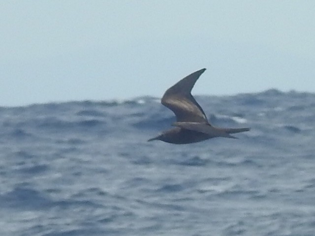 Brown Noddy - ML461564571