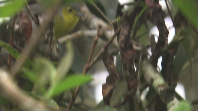 Oriente Warbler - ML461565