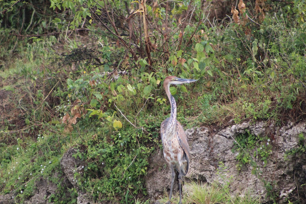 Goliath Heron - Ben Bagniewski