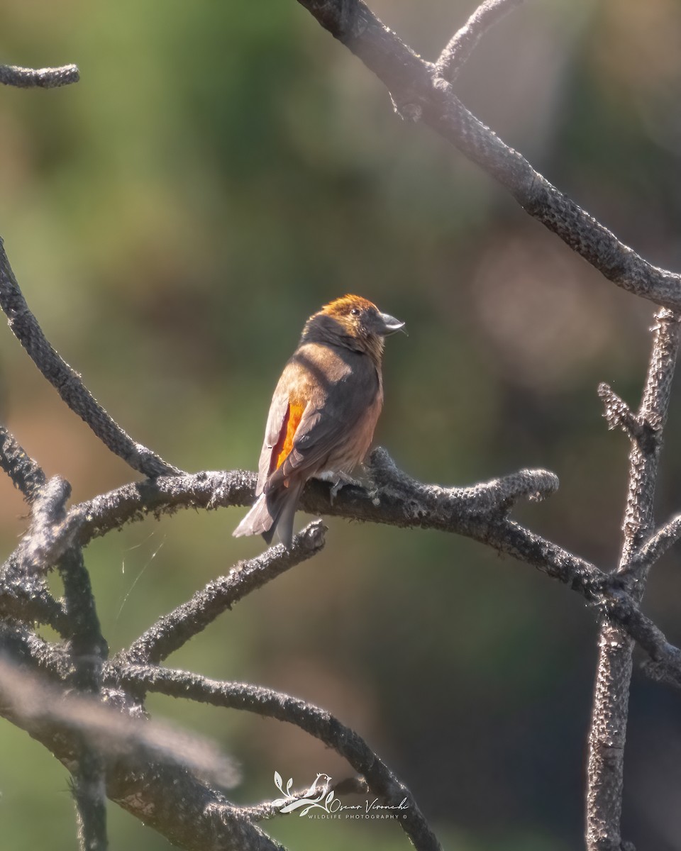 Red Crossbill - Óscar Vironchi