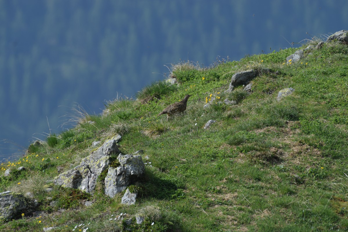 Rock Ptarmigan - ML461567321