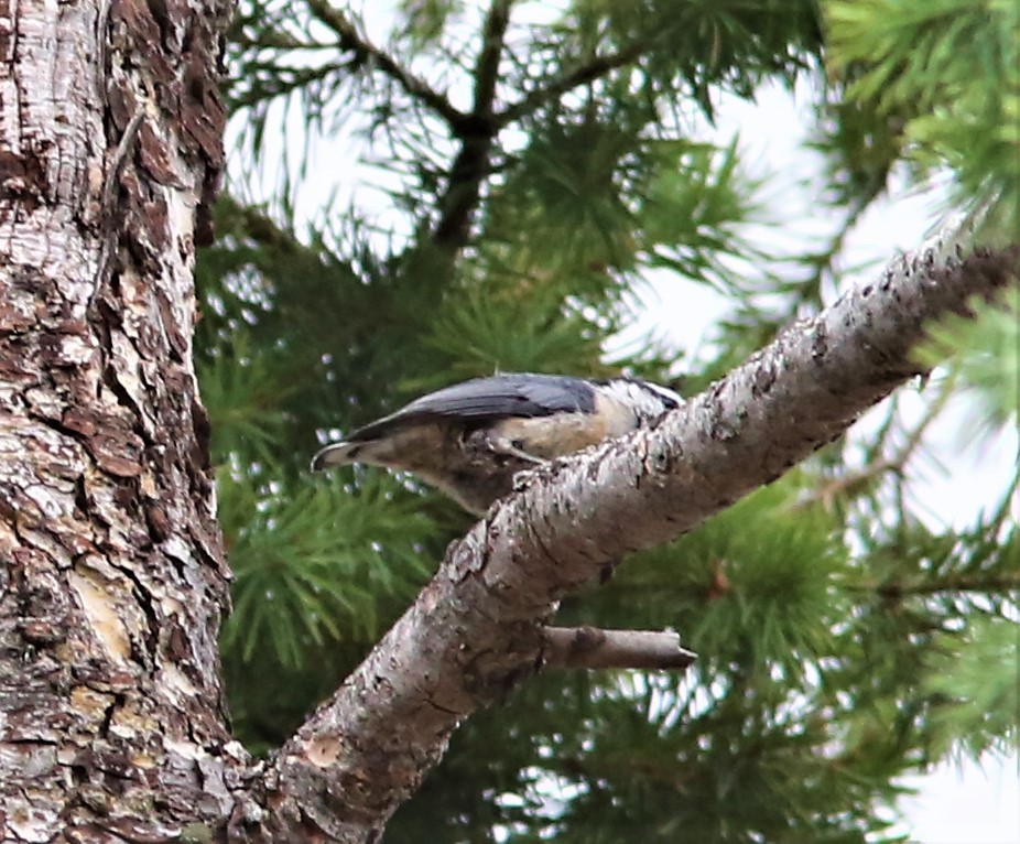 Red-breasted Nuthatch - ML461568221