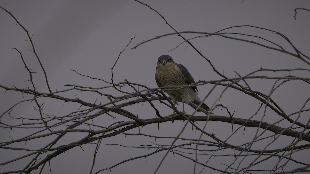 Eurasian Sparrowhawk - ML461569211