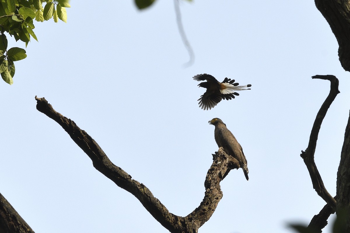 Crested Serpent-Eagle - ML461569991