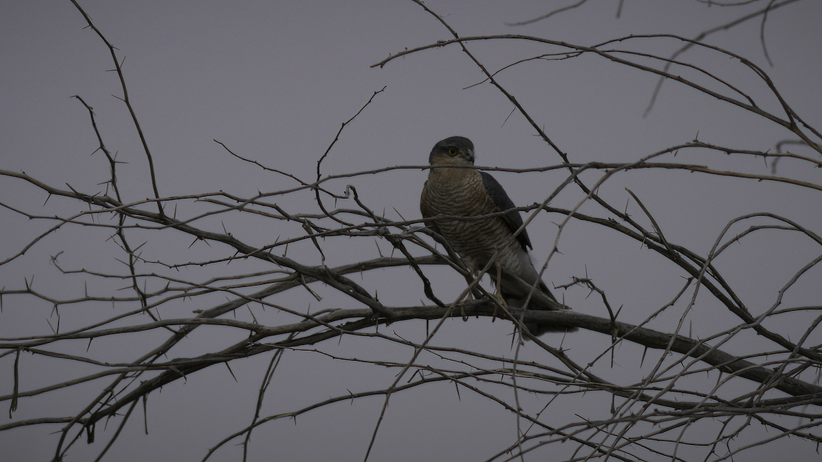 Eurasian Sparrowhawk - ML461571301