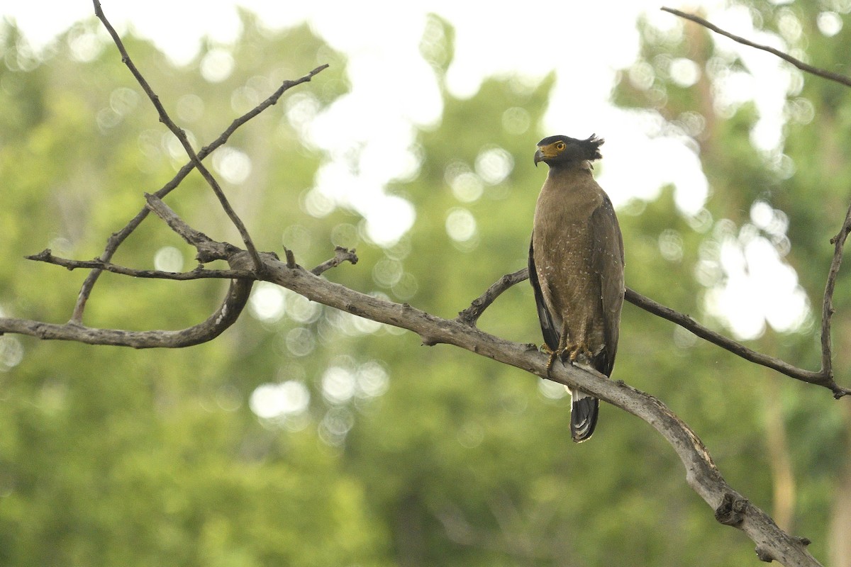 Crested Serpent-Eagle - ML461571491