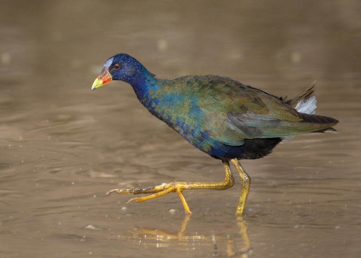 Purple Gallinule - ML461571701