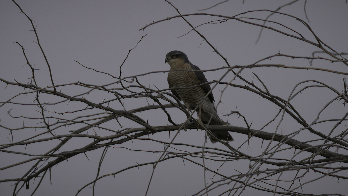 Eurasian Sparrowhawk - ML461571751