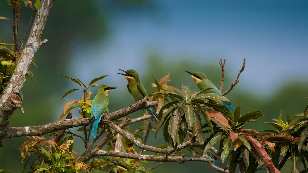 Blue-tailed Bee-eater - ritwick bhattacharyya