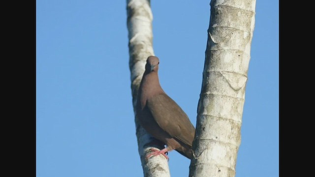 Short-billed Pigeon - ML461573011