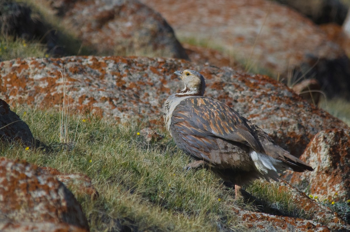 Himalayan Snowcock - ML461573751