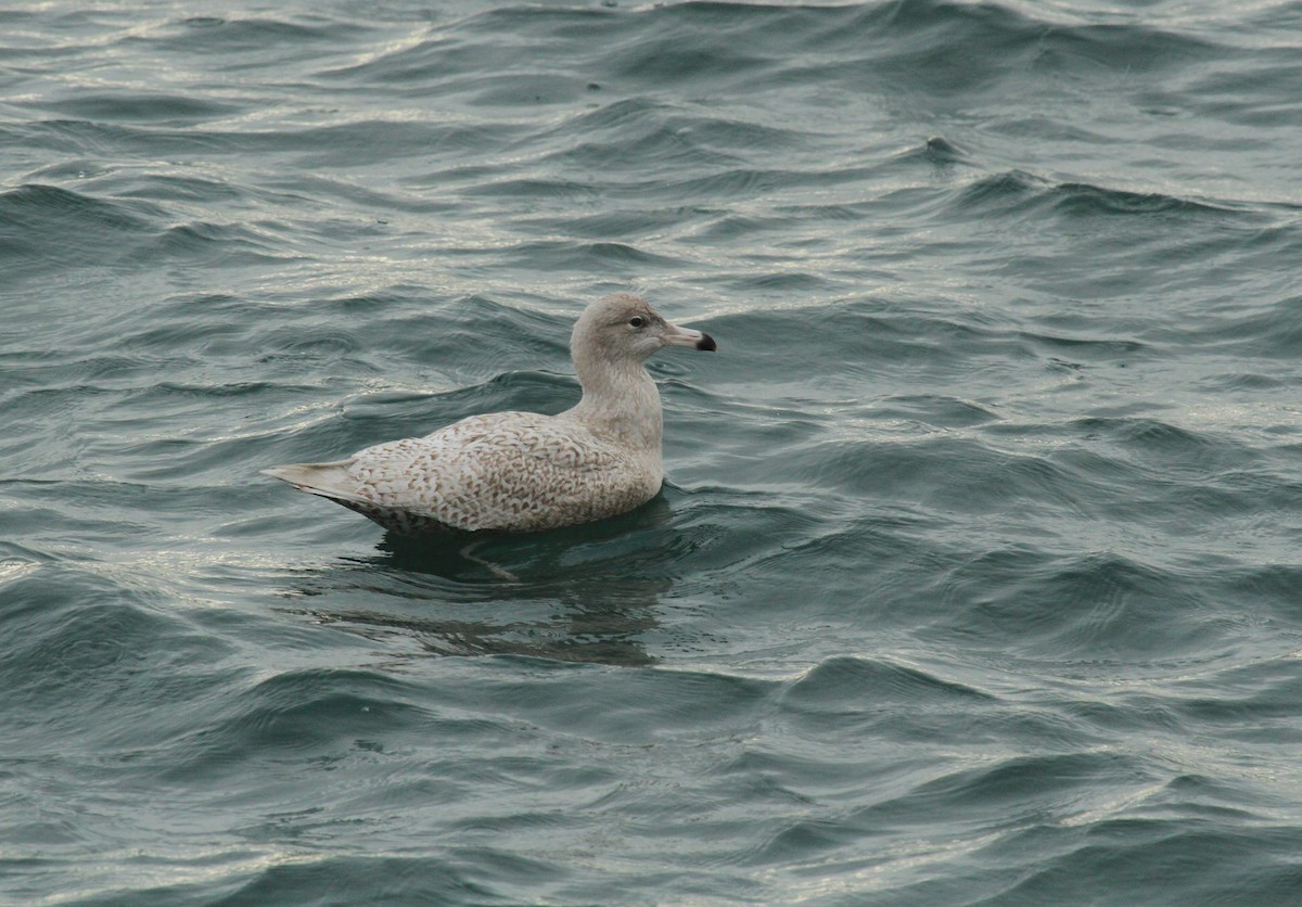 Glaucous Gull - ML461574171