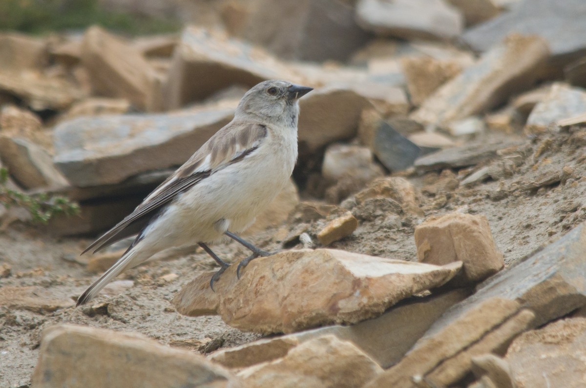 Black-winged Snowfinch - Ikshan Ganpathi