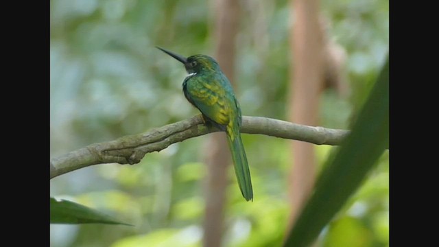 Rufous-tailed Jacamar - ML461575831