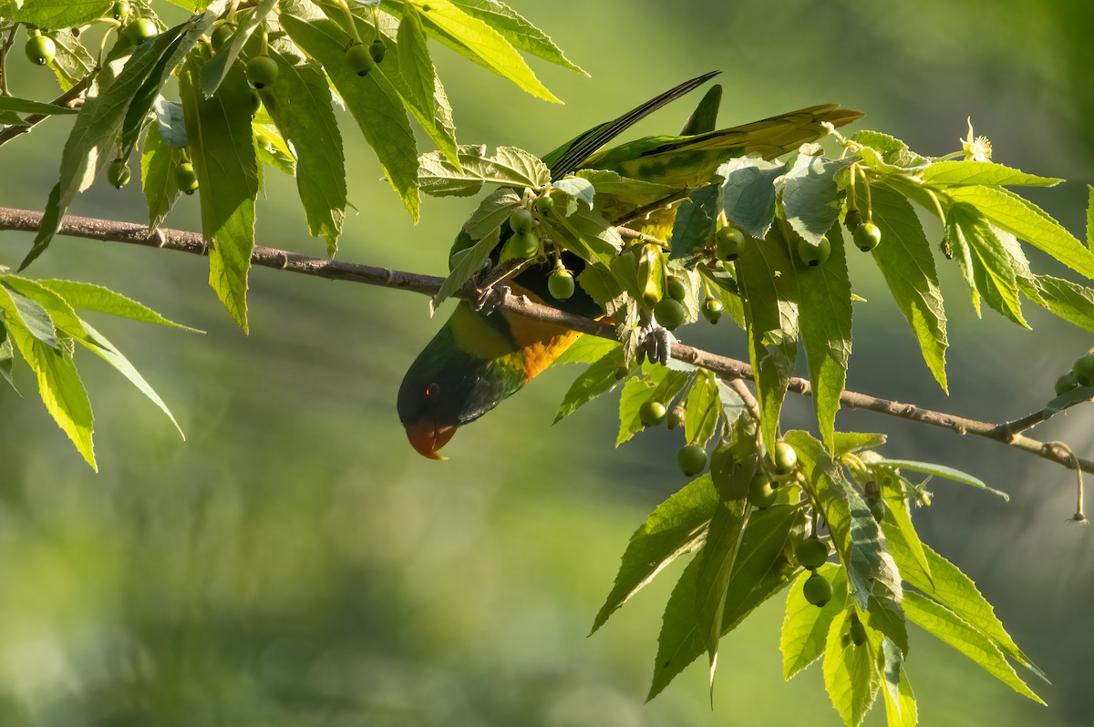 Marigold Lorikeet - Mitch Rose