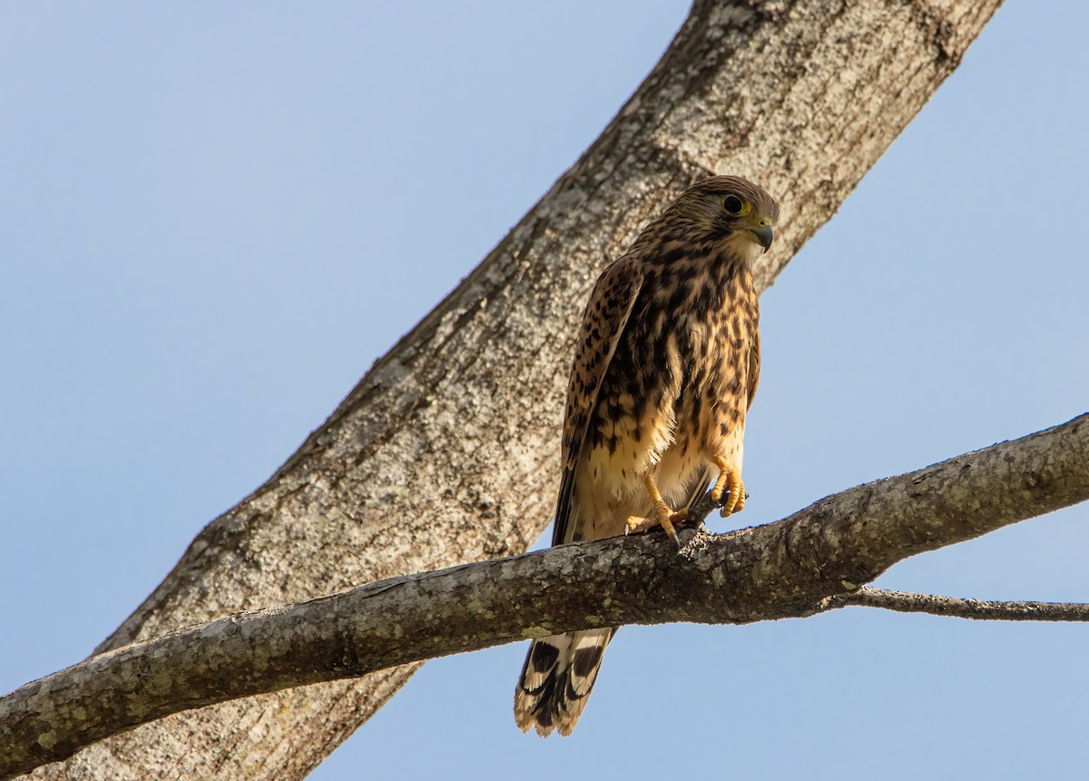 Spotted Kestrel - Mitch Rose