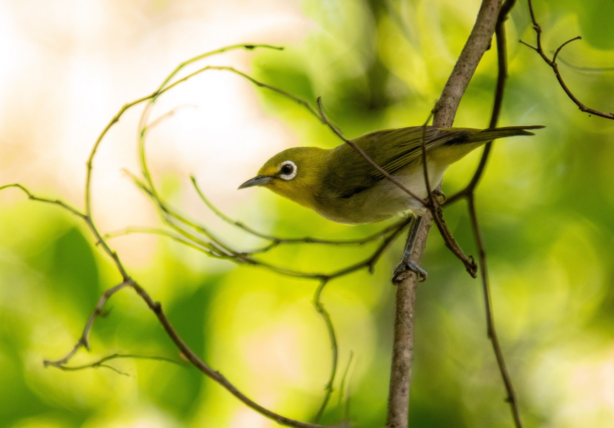 Swinhoe's White-eye - ML461576591