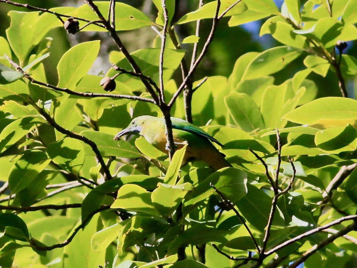 Orange-bellied Leafbird - ML461577071