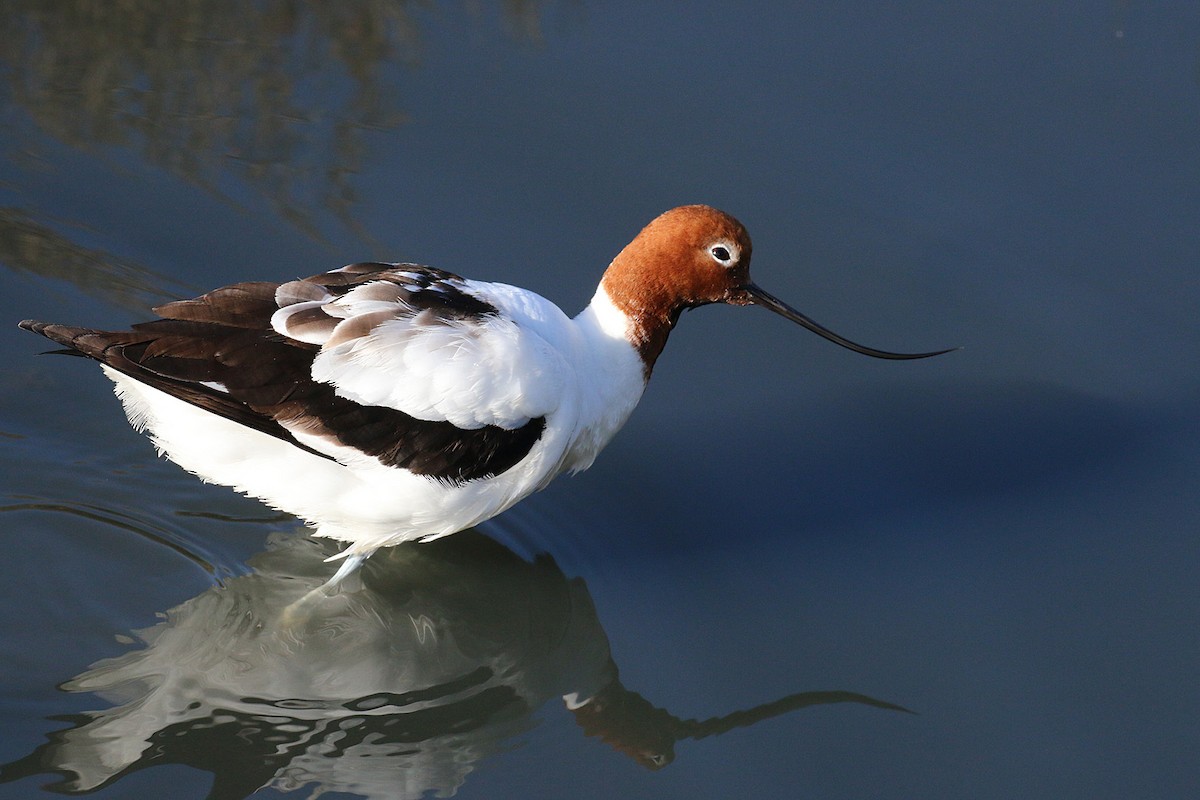 Avocette d'Australie - ML461577561