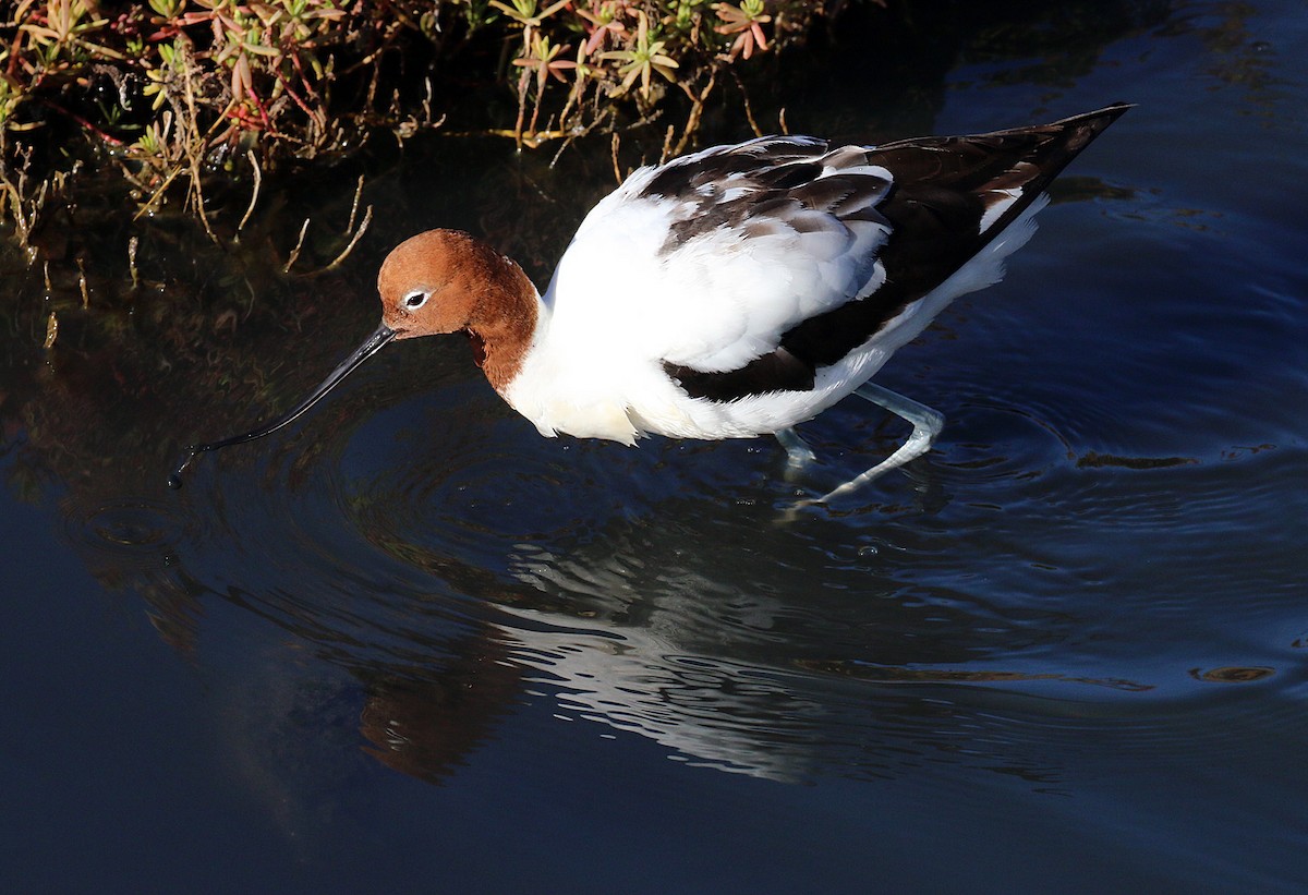 Avocette d'Australie - ML461577571