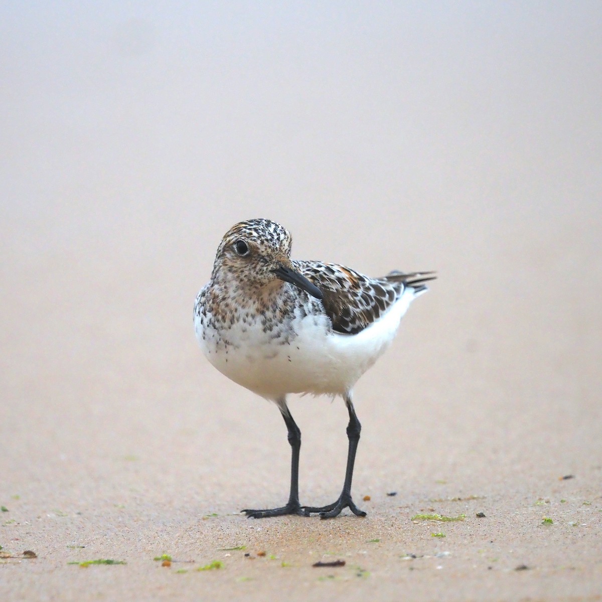 Sanderling - ML461579451