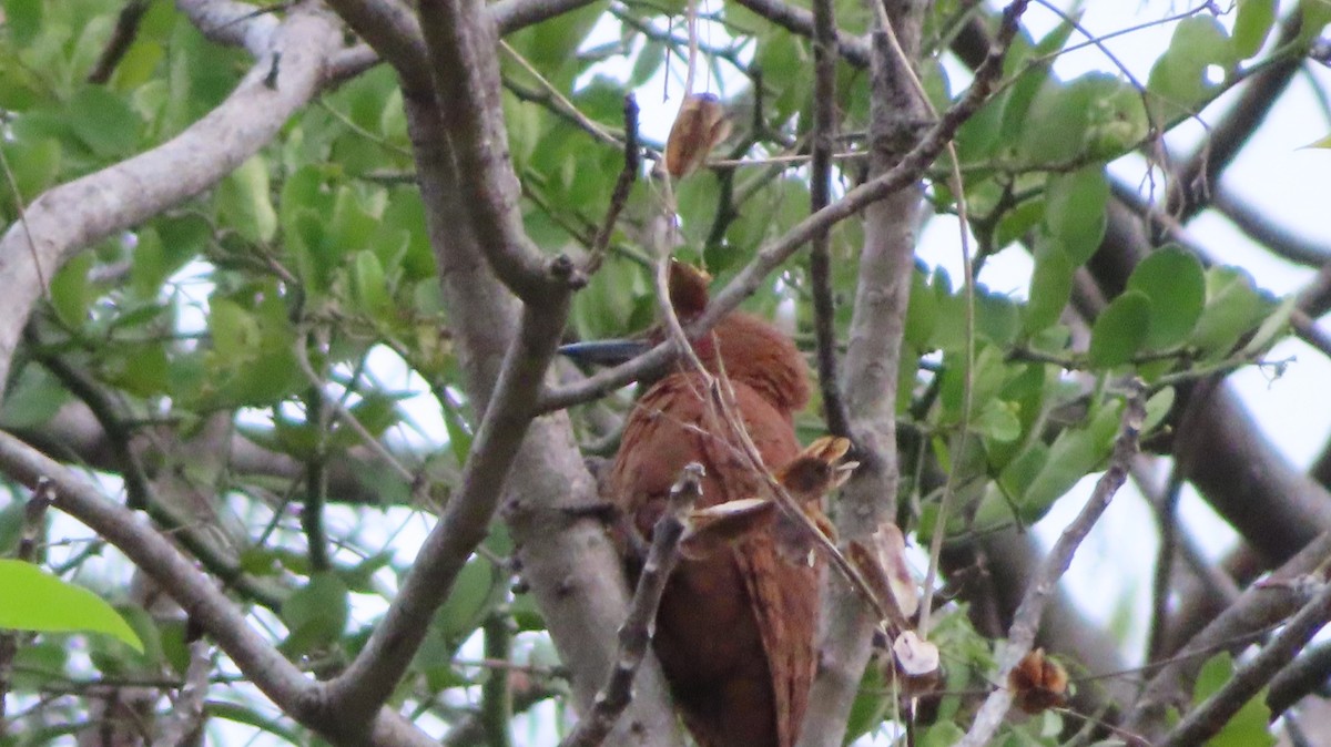 Rufous Woodpecker - Harshavardhan Rao