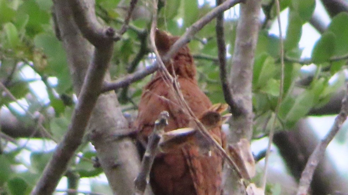 Rufous Woodpecker - Harshavardhan Rao