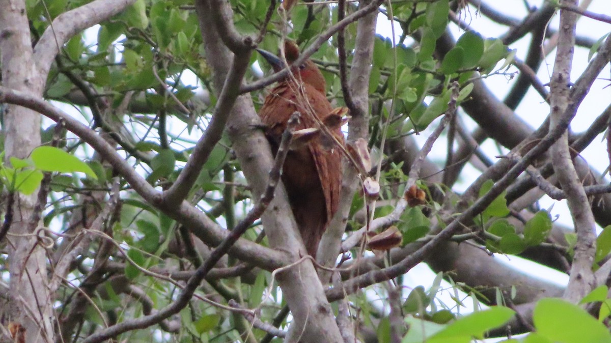 Rufous Woodpecker - ML461579931