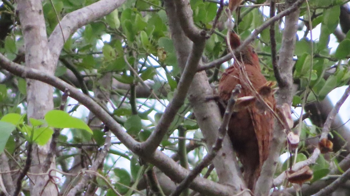 Rufous Woodpecker - Harshavardhan Rao