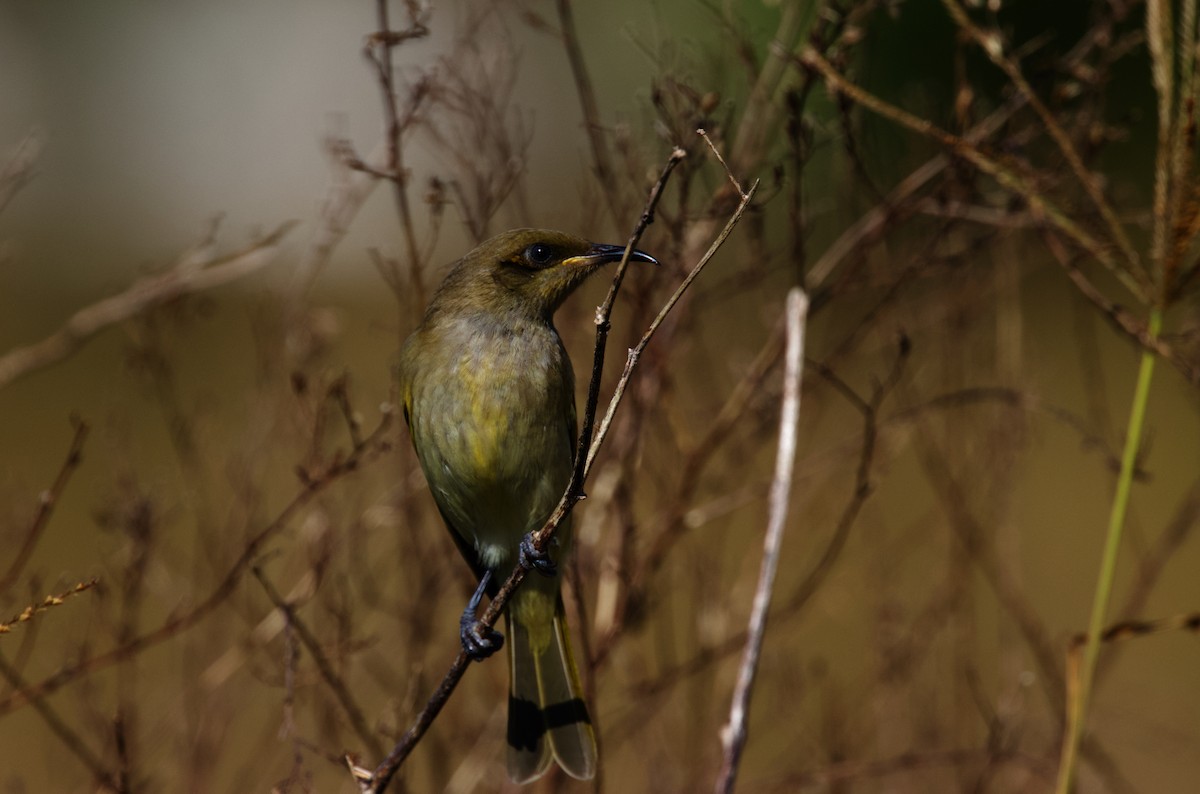 Brown Honeyeater - Dennis Devers