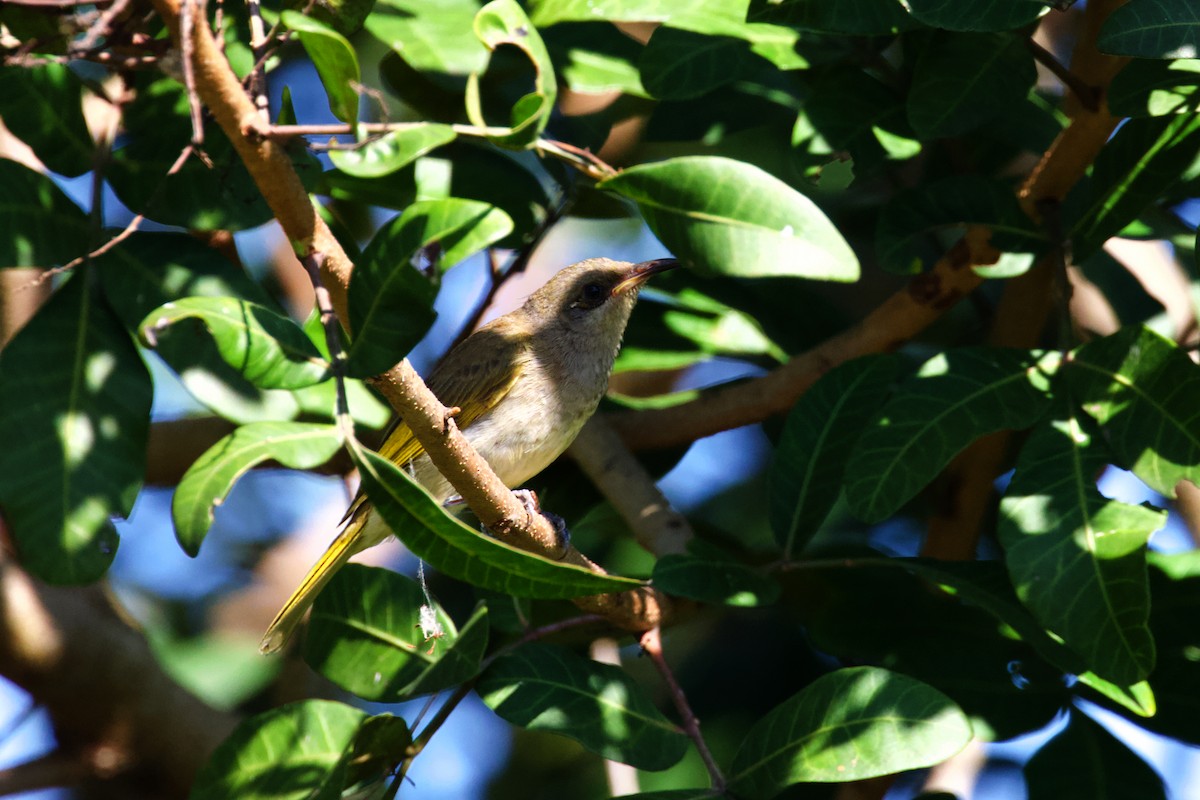 Brown Honeyeater - Dennis Devers