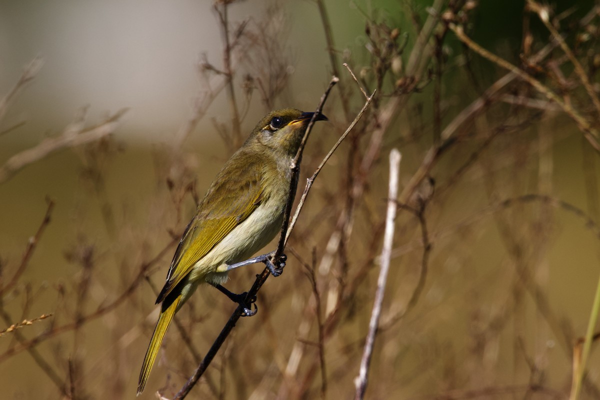 Brown Honeyeater - Dennis Devers