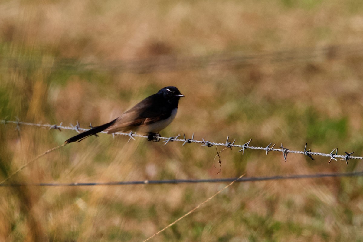 Willie-wagtail - ML461580601