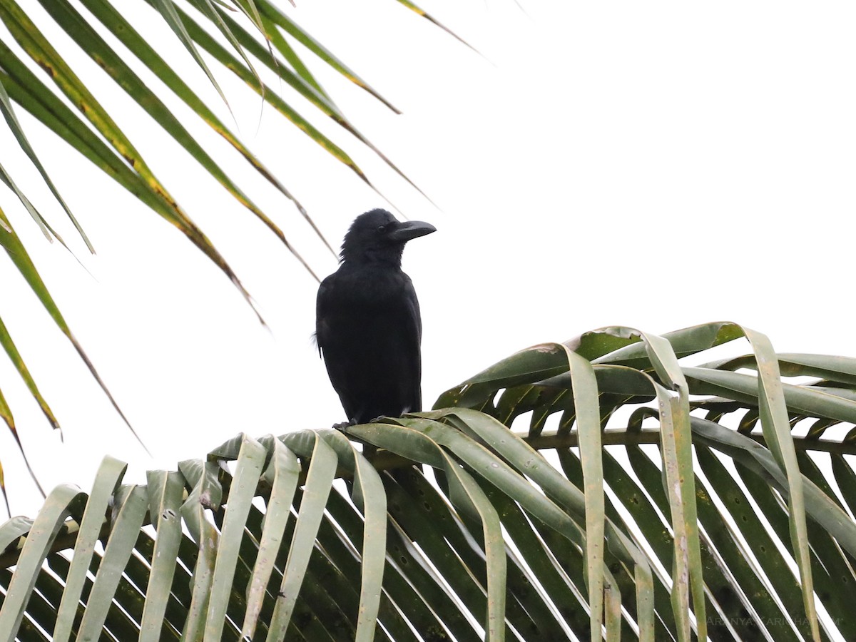 Large-billed Crow - ML461580751