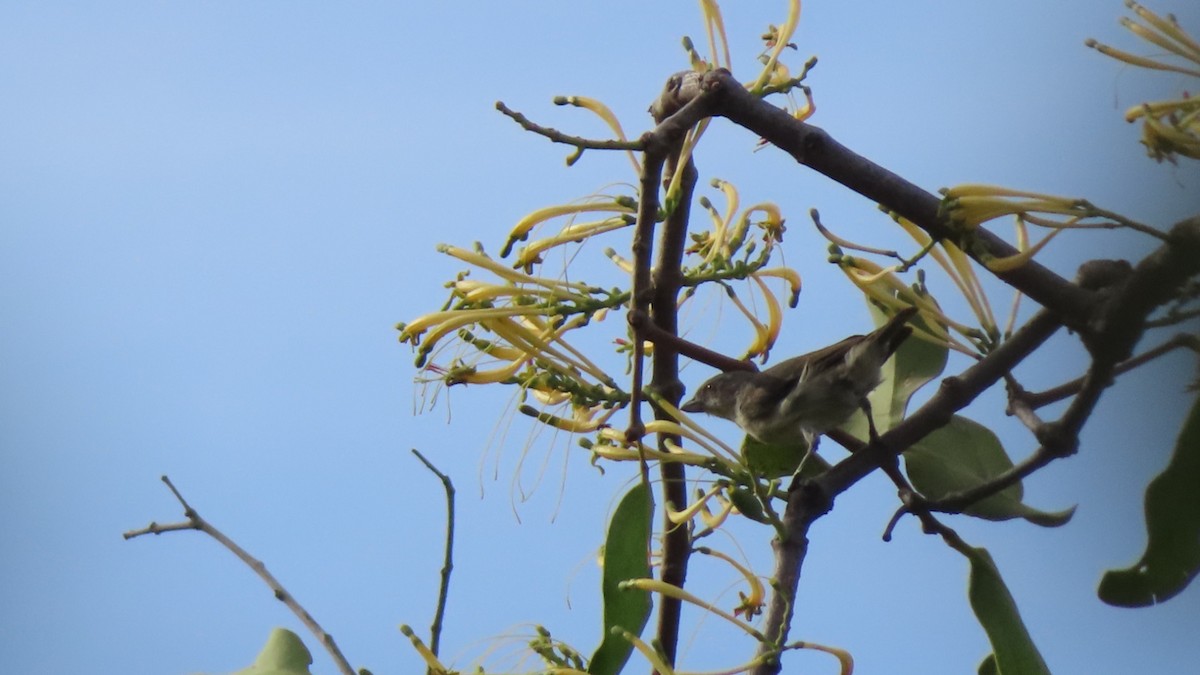 Thick-billed Flowerpecker - Harshavardhan Rao