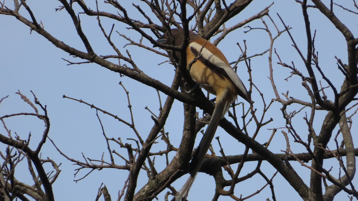 Rufous Treepie - Harshavardhan Rao