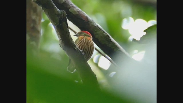 Striolated Manakin - ML461581861