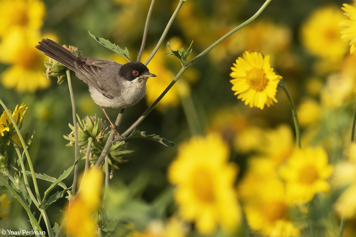 Sardinian Warbler - ML461582641