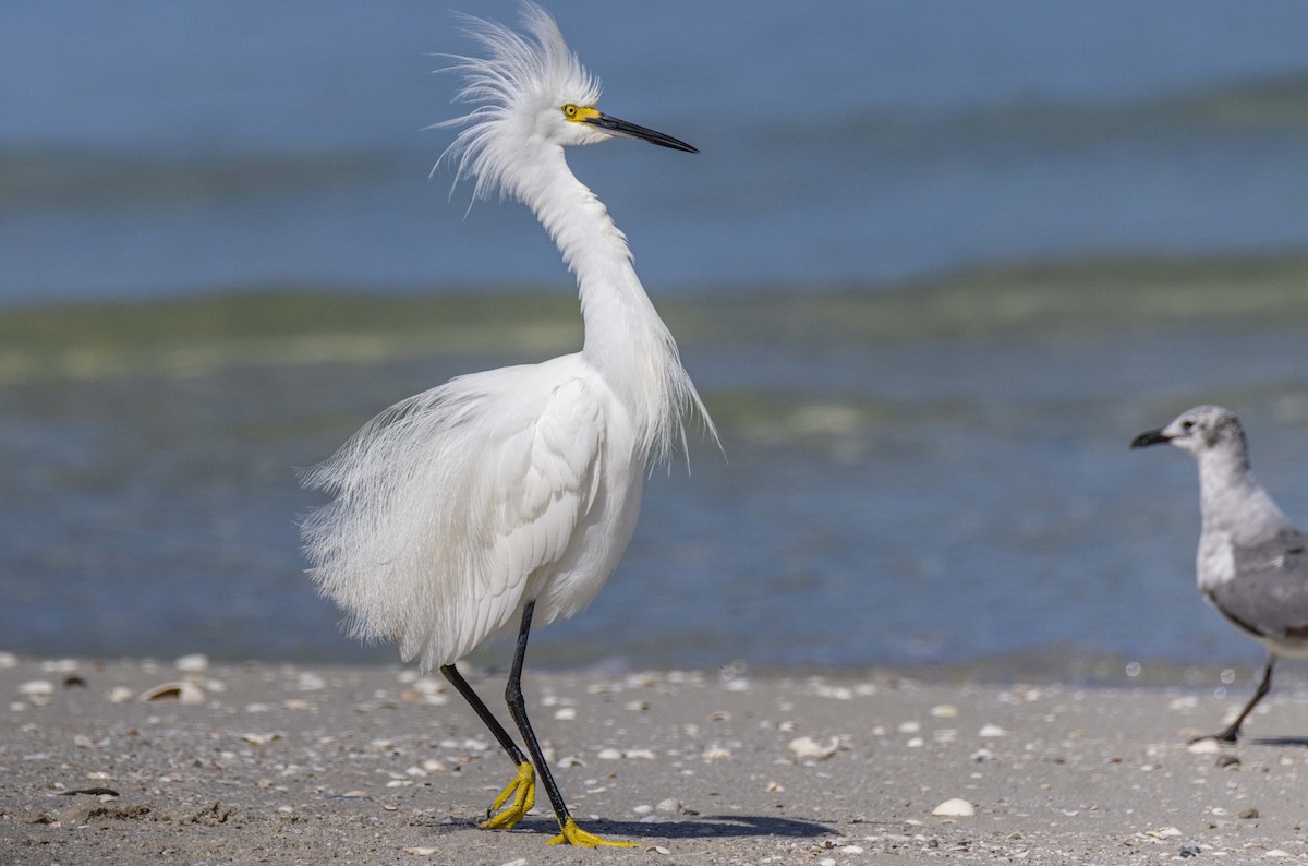 Aigrette neigeuse - ML461582681