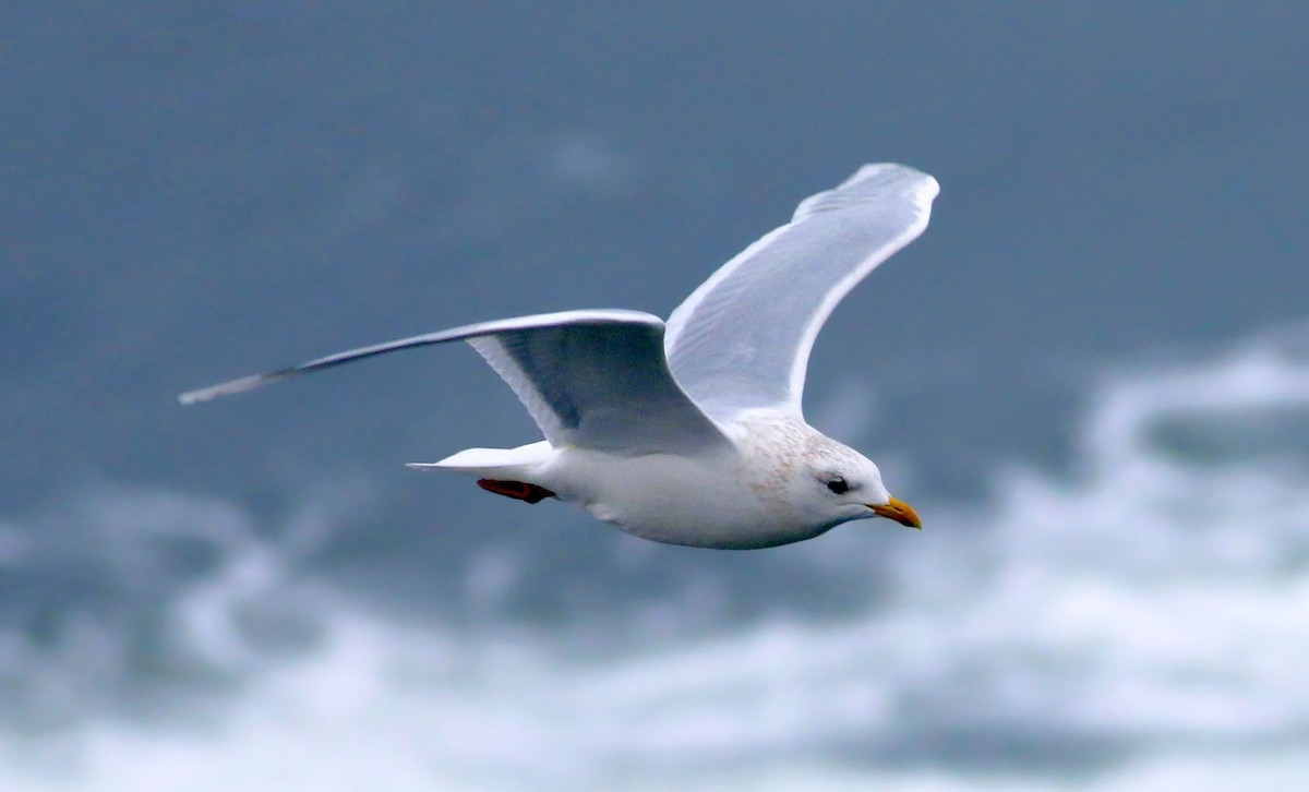 Iceland Gull (kumlieni) - Keith Lowe