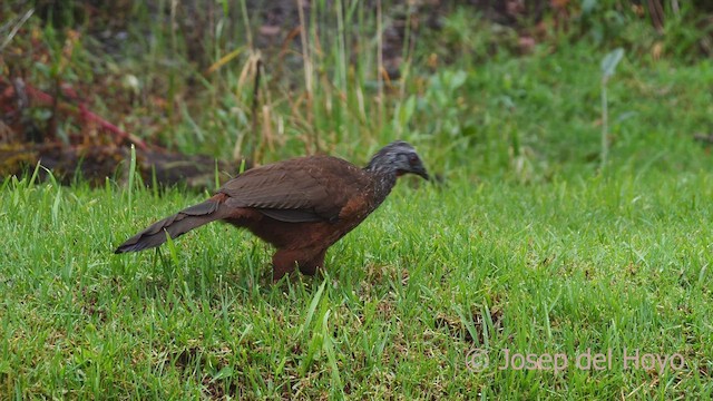 Andean Guan - ML461584071