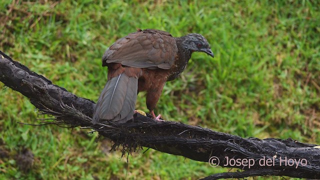 Andean Guan - ML461586331