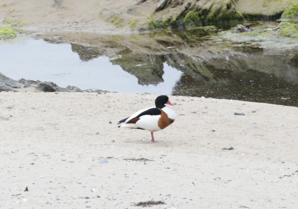 Common Shelduck - Stewart Kirkcaldy