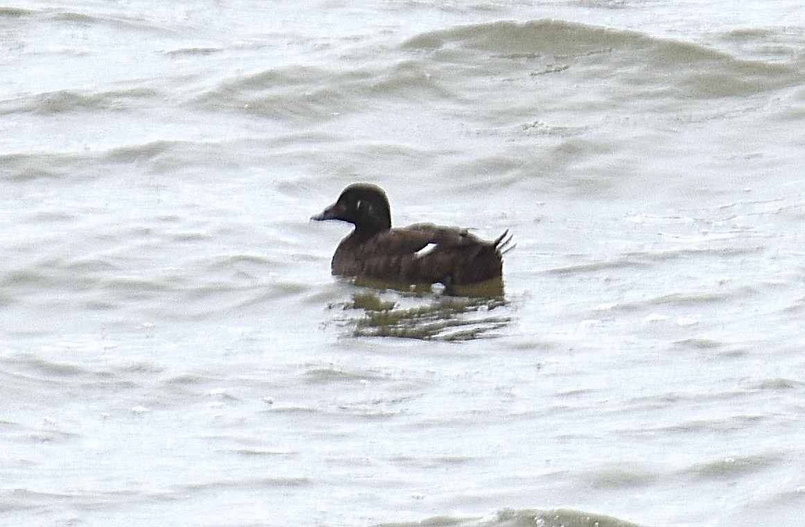 White-winged Scoter - ML46158711